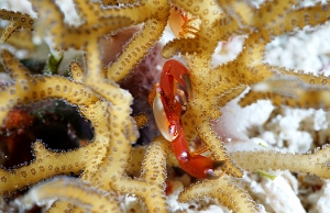 Raja Ampat 2019 - DSC07786_rc - Spotted leg guard crab - Crabe trapeze - Trapezia guttata